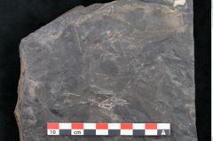Foto (Detailansicht) von Cupanites novae zeelandiae Ettingshausen (NHMW-GEO-2024-0188-10247)